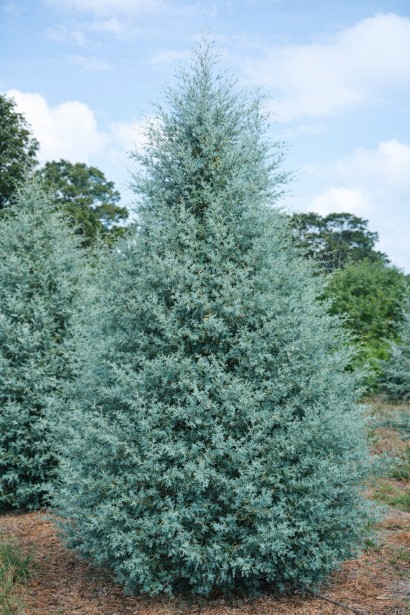 Cupressus arizonica Glauca